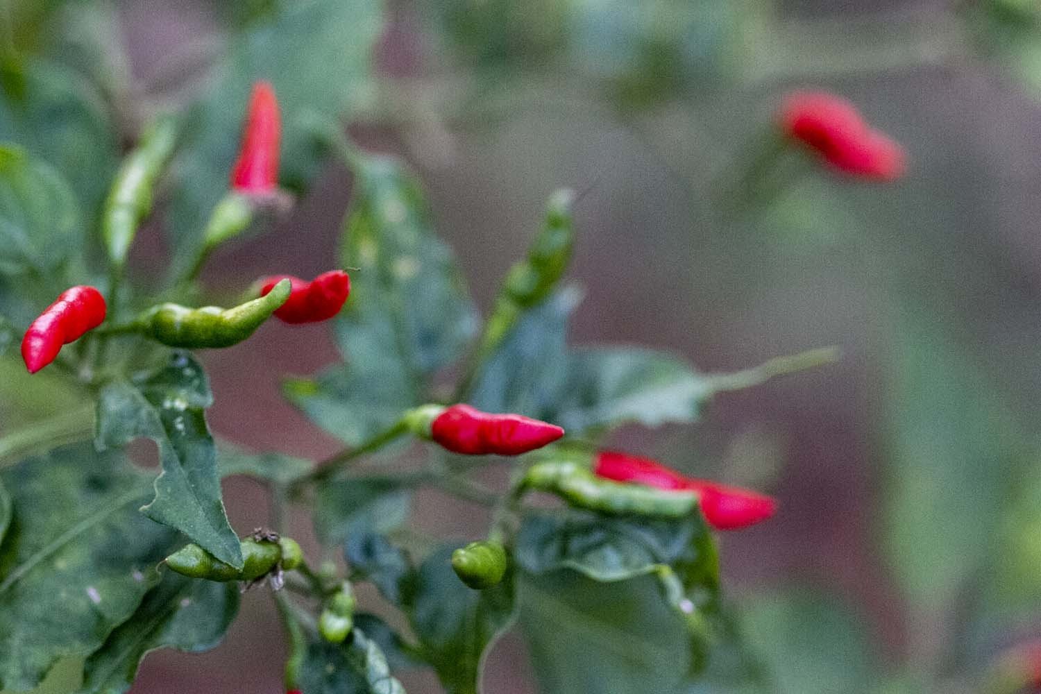 piment-cayenne-espagne.jpeg