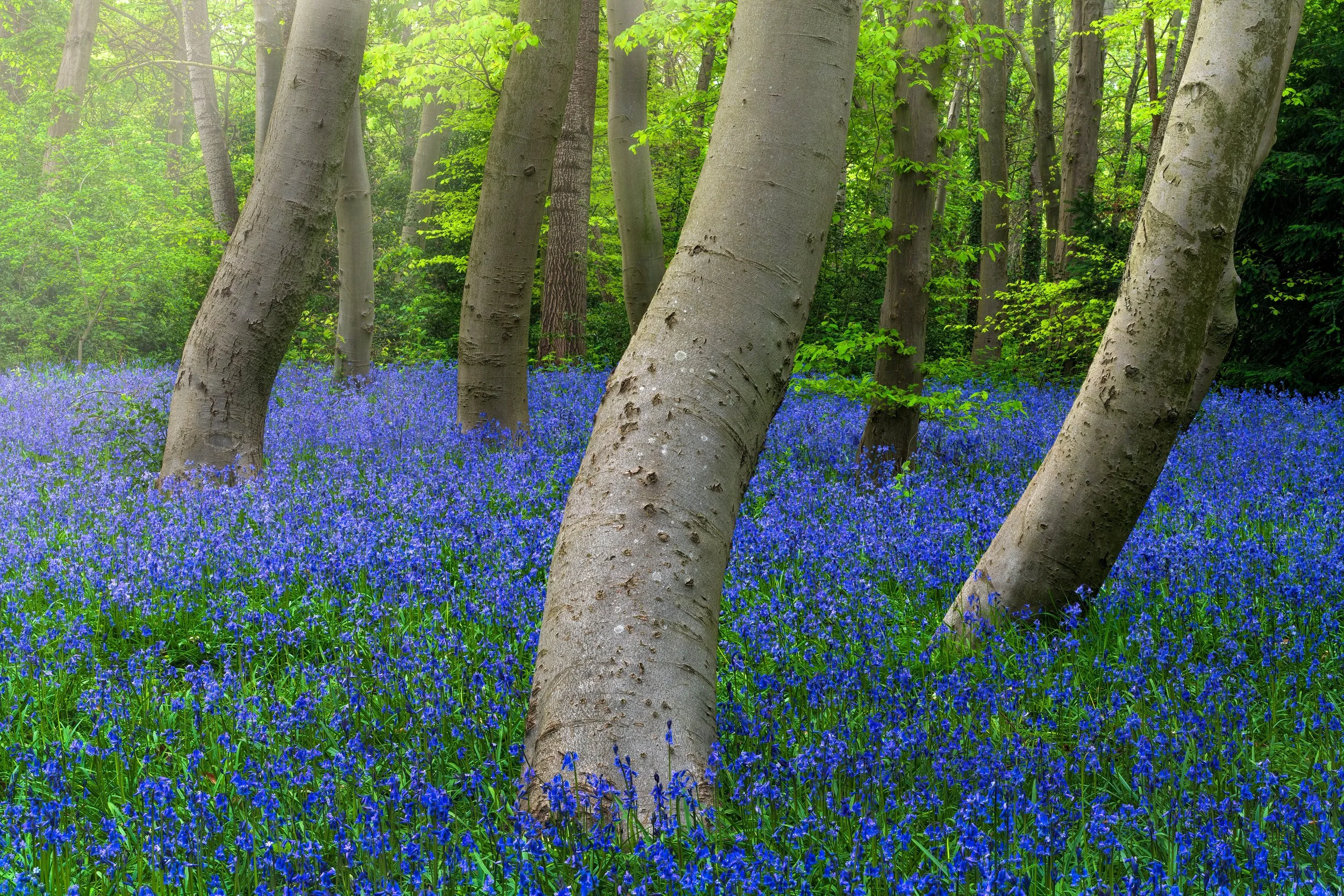 "Ceremony", Wanstead Park, London (21 April 2025)