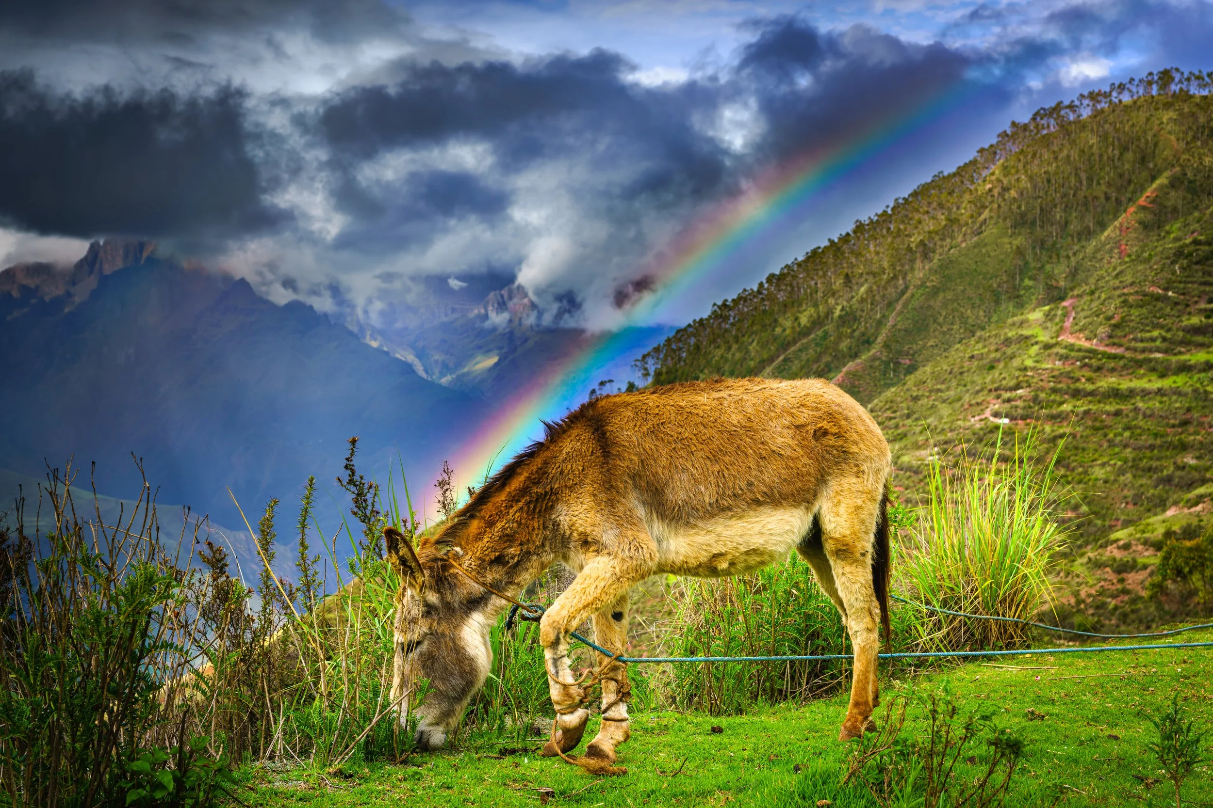 Taste the Rainbow