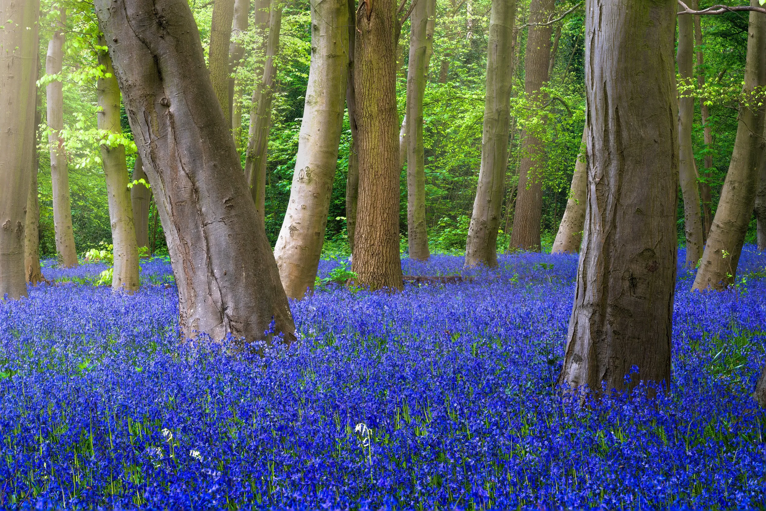 "Ceremony", Wanstead Park, London (21 April 2025)