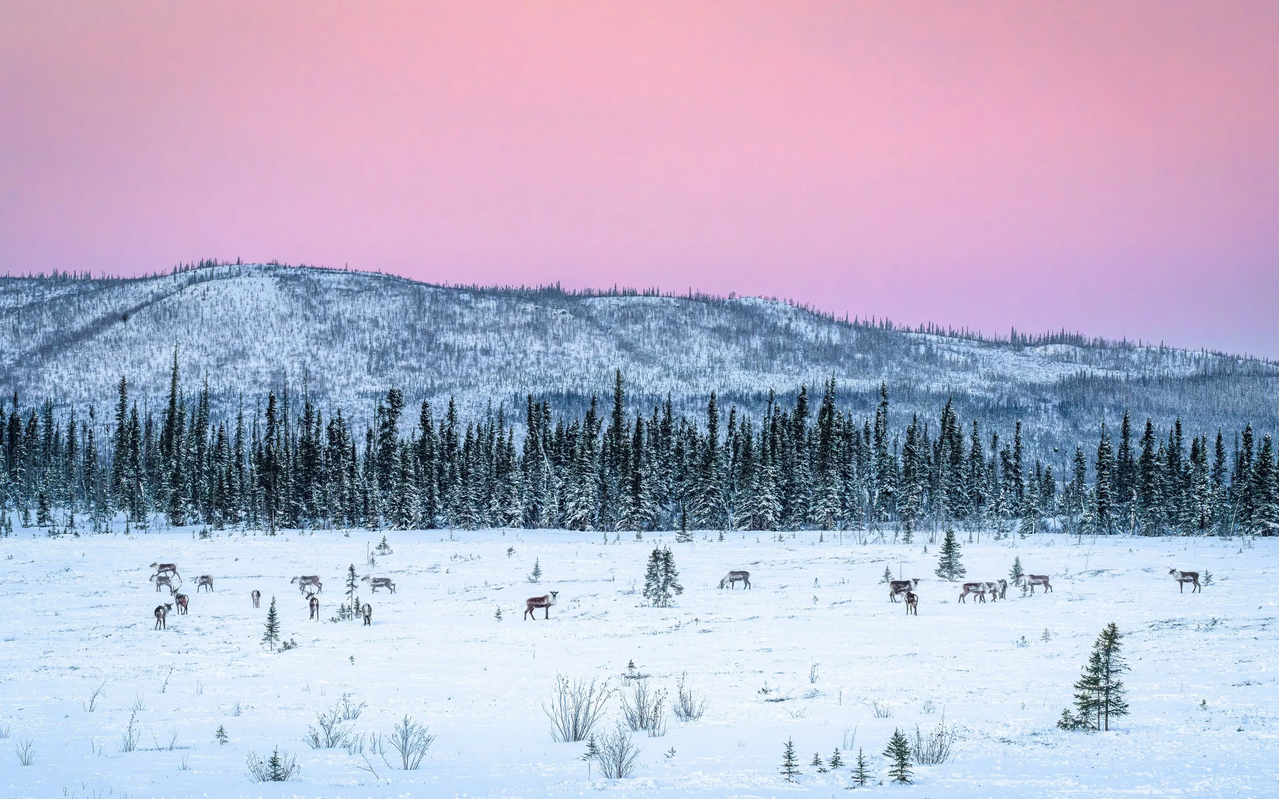 "Caribou Country", Yukon River Bridge, Alaska, USA (2 March 2026)