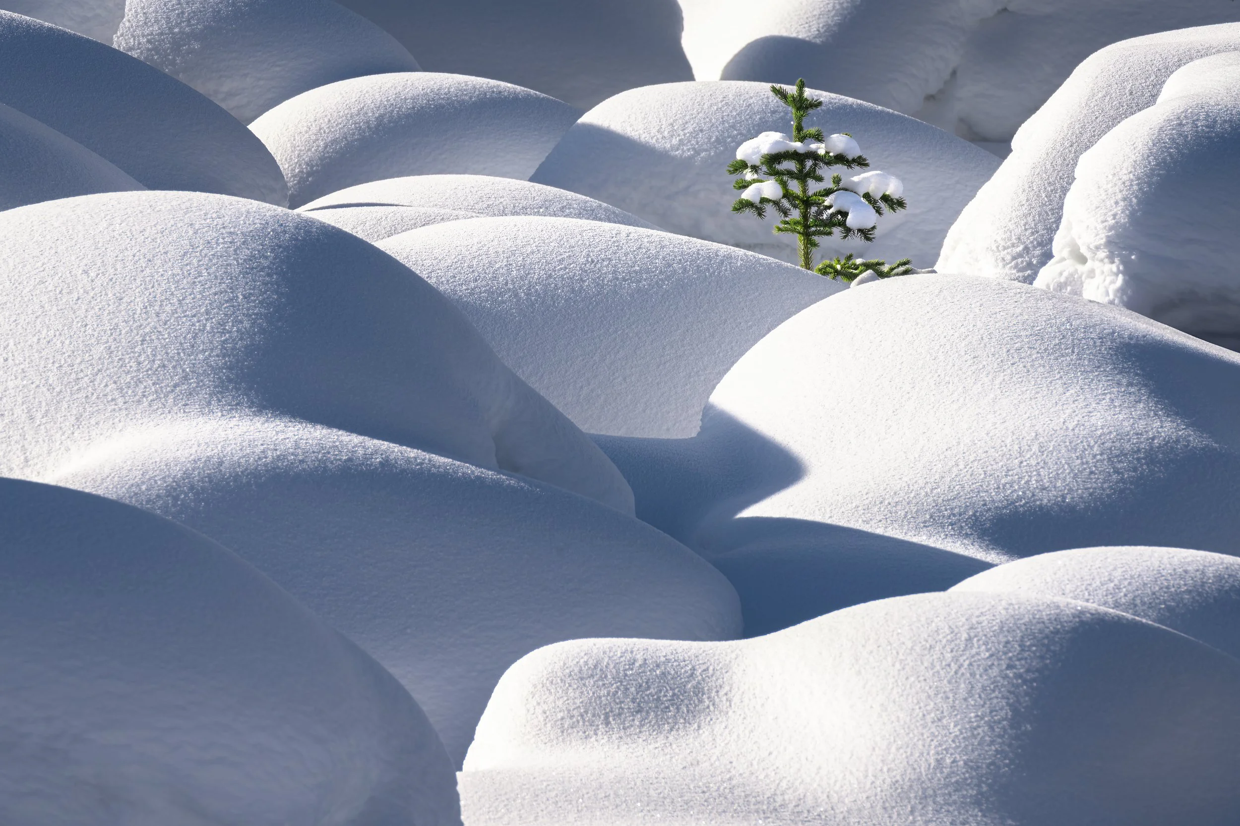 "Moomin Valley II", Jasper National Park, Alberta, Canada (22 January 2025)