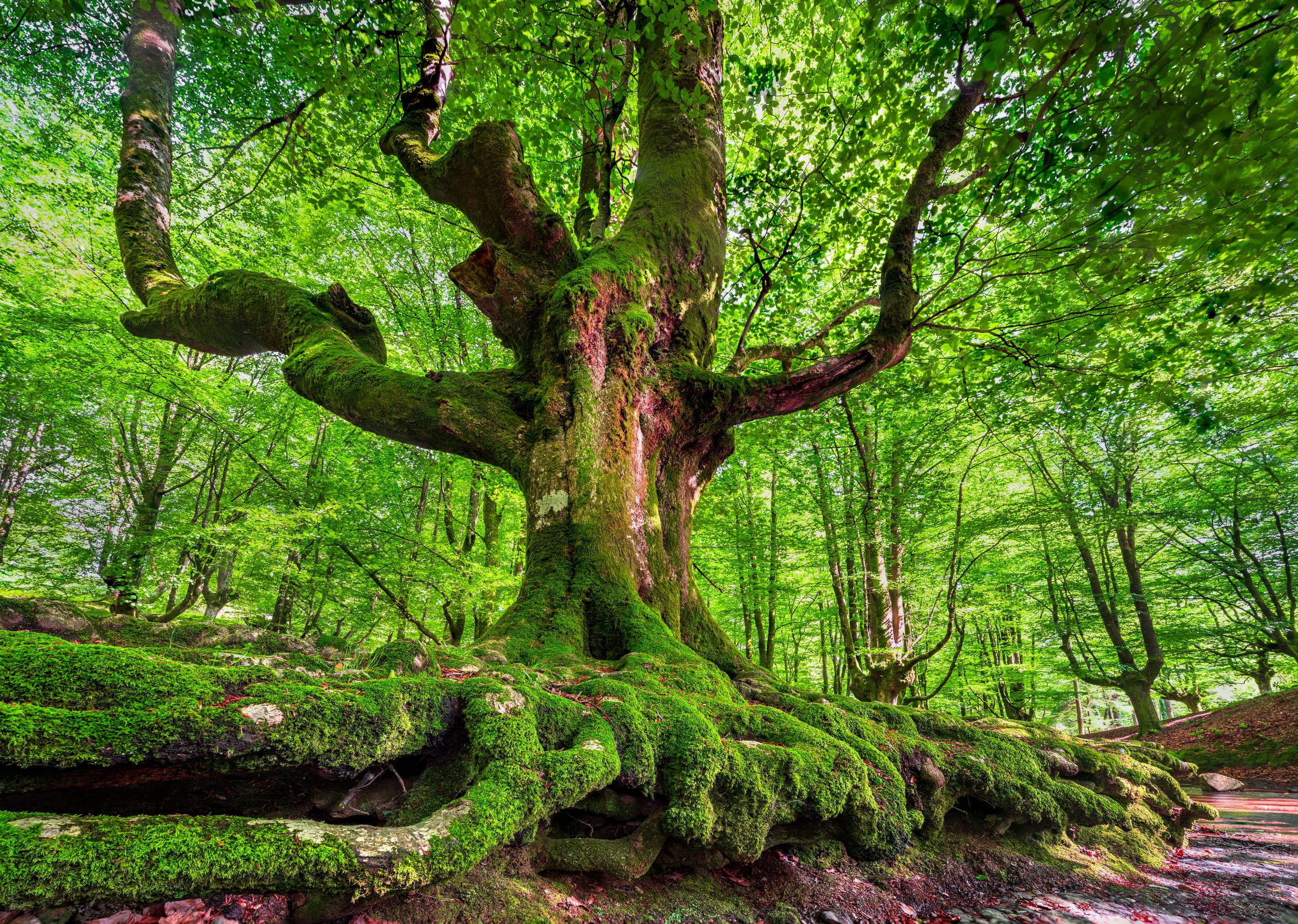 "Xarmatua", Gorbeia Natural Park, Basque County, Spain (23 May 2025)