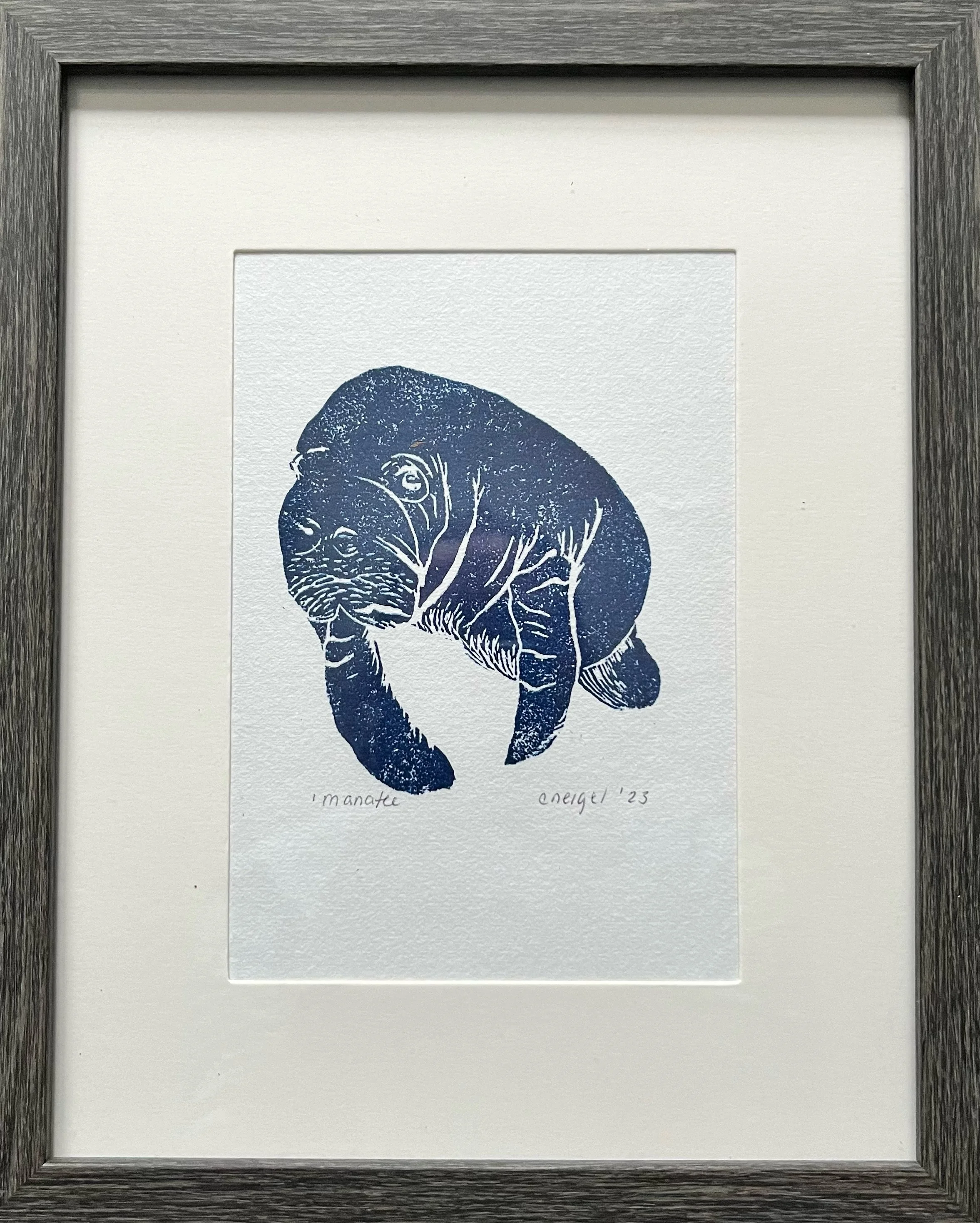 manatee facing the viewer