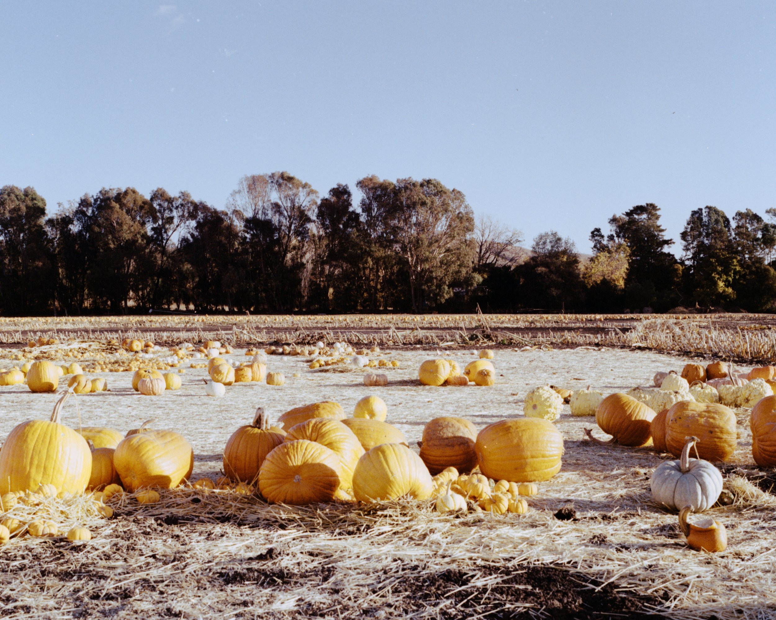 Post Gourd-5.jpeg