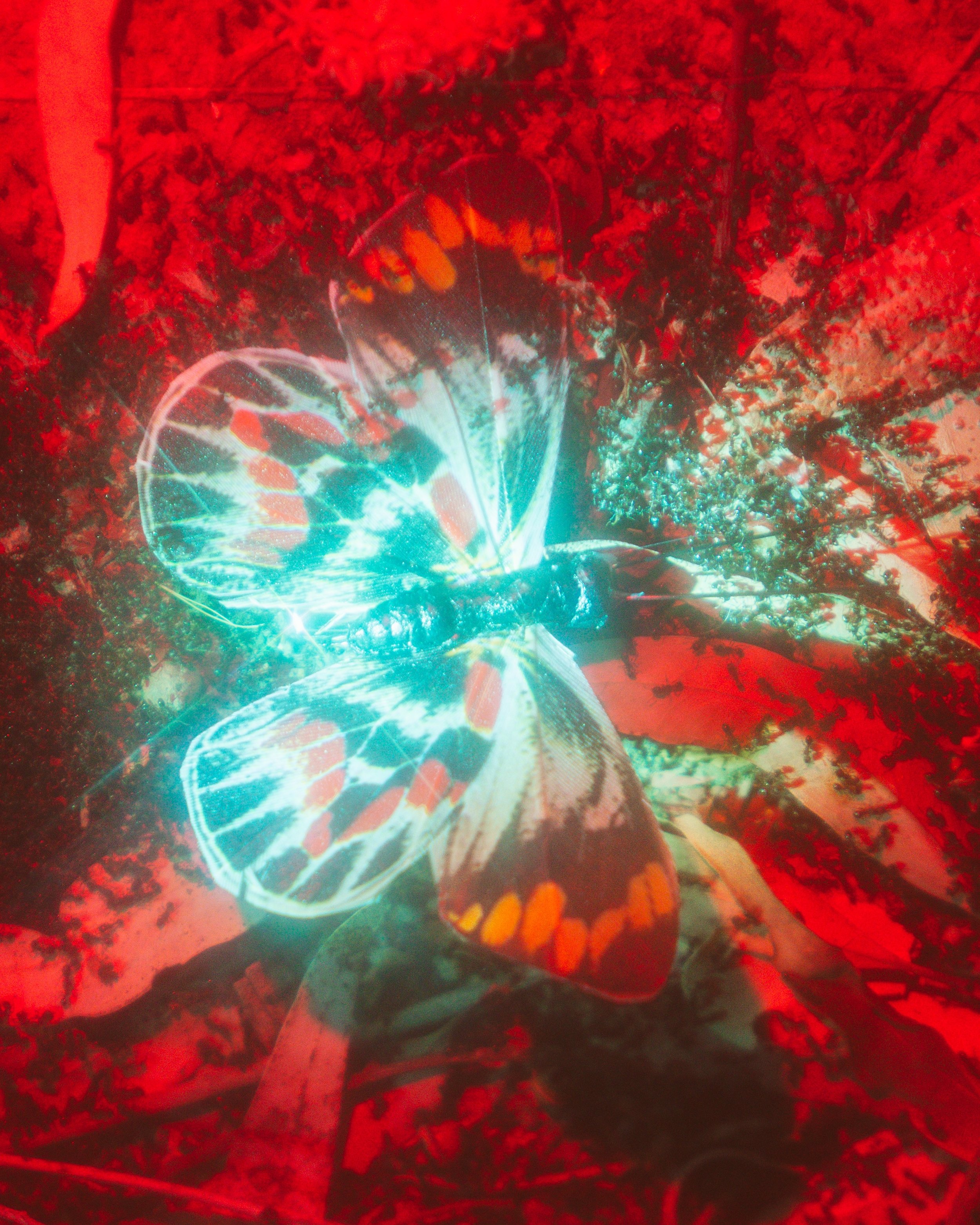 Lenticular-6.jpeg