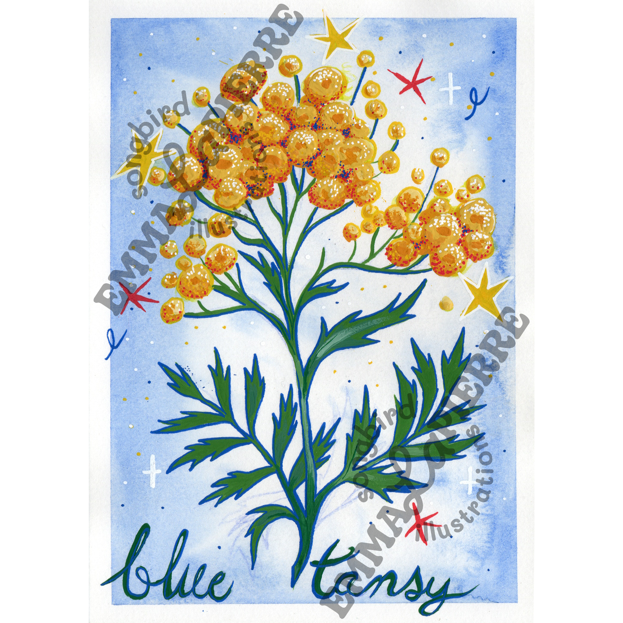 Blue Tansy Poster