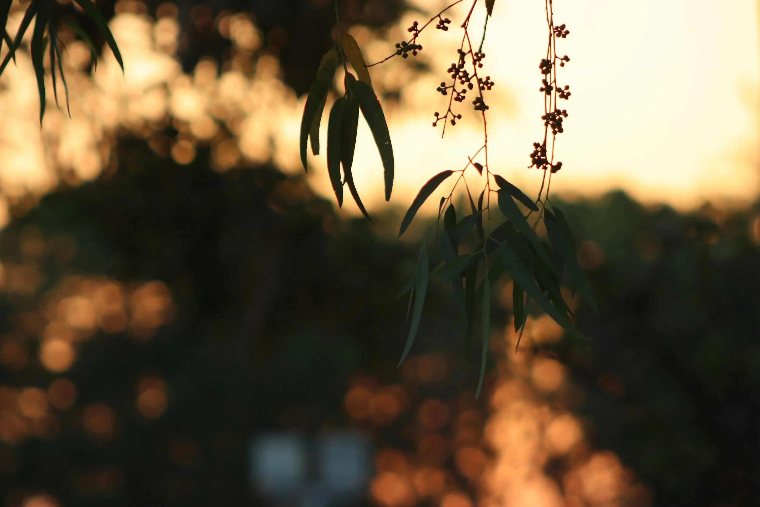 Milieu des présences