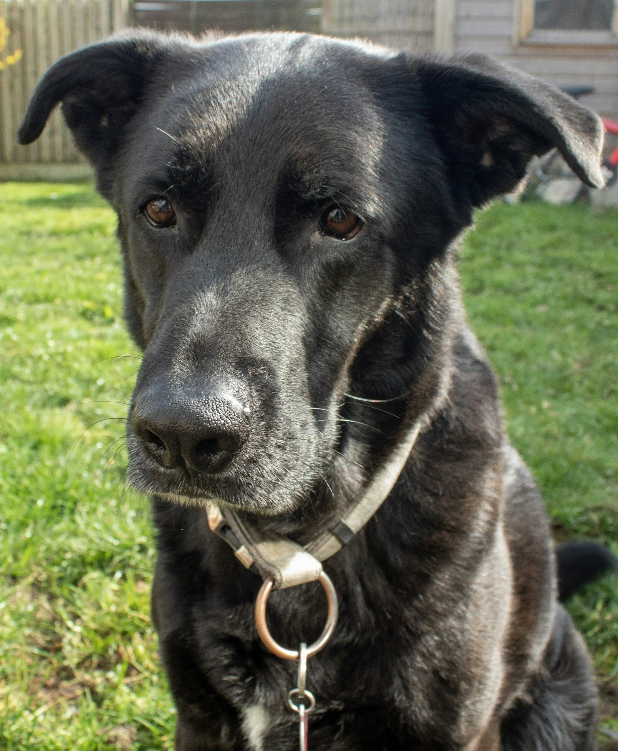 Bringing a Rescue Dog Home: A Practical Resource for the First 90 Days