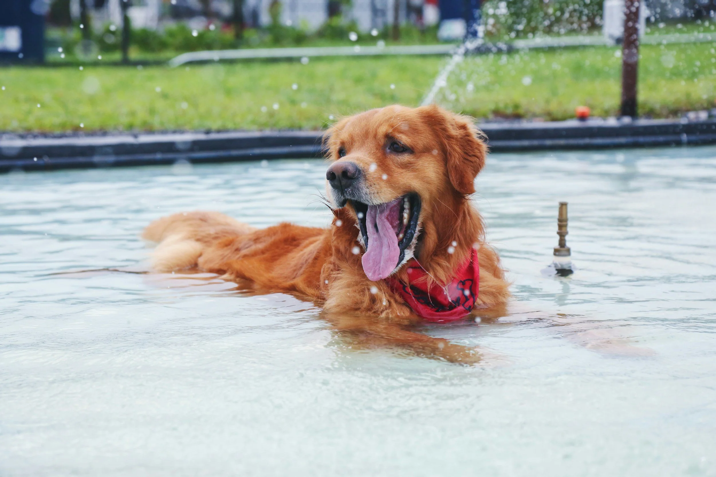 How Dogs Stay Cool: The Science Behind Heat, Panting, and Summer Safety
