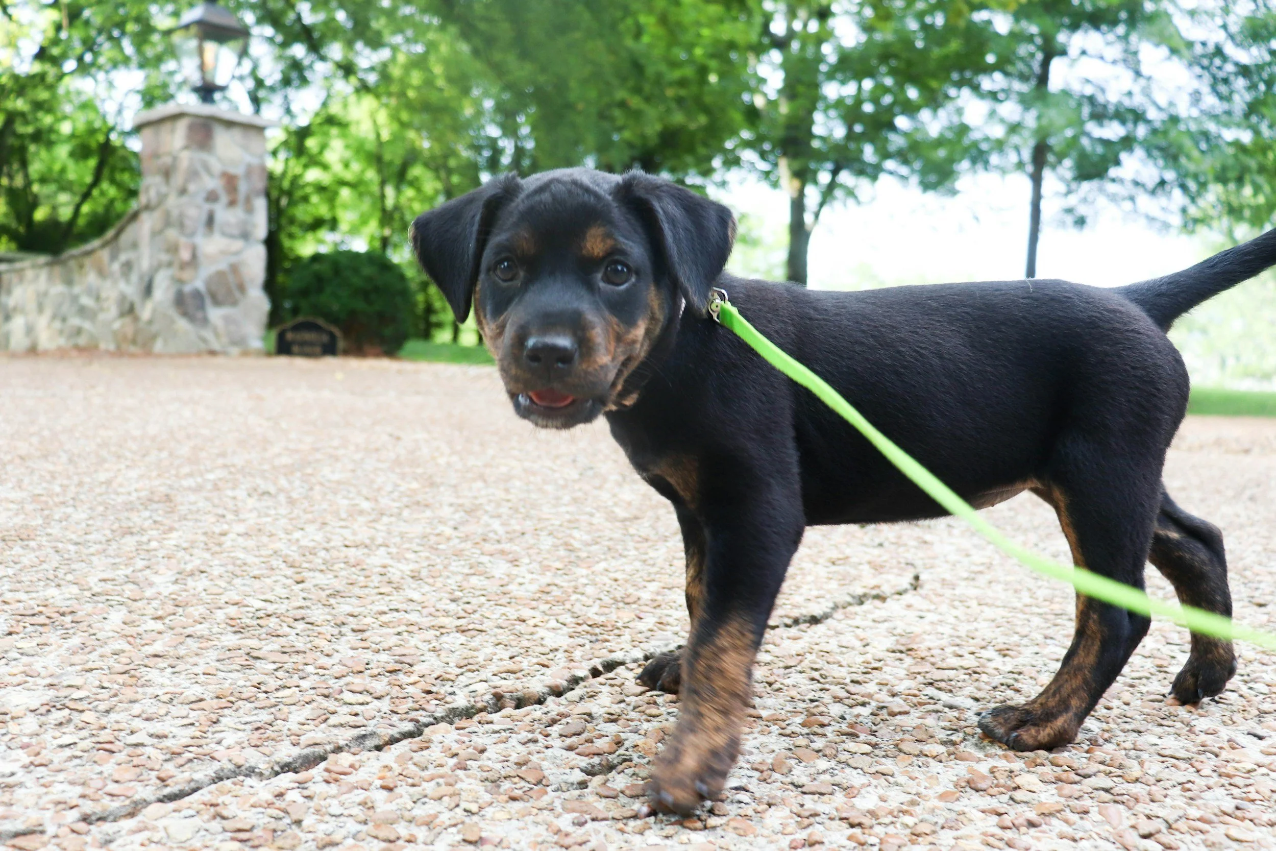 Dog Safety at Home: Common Household Hazards, Poisoning Risks and What to Do in an Emergency