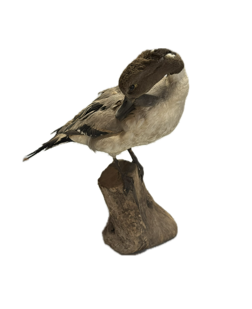 Screenshot 2026-03-09 at 1.20.43 PM.png