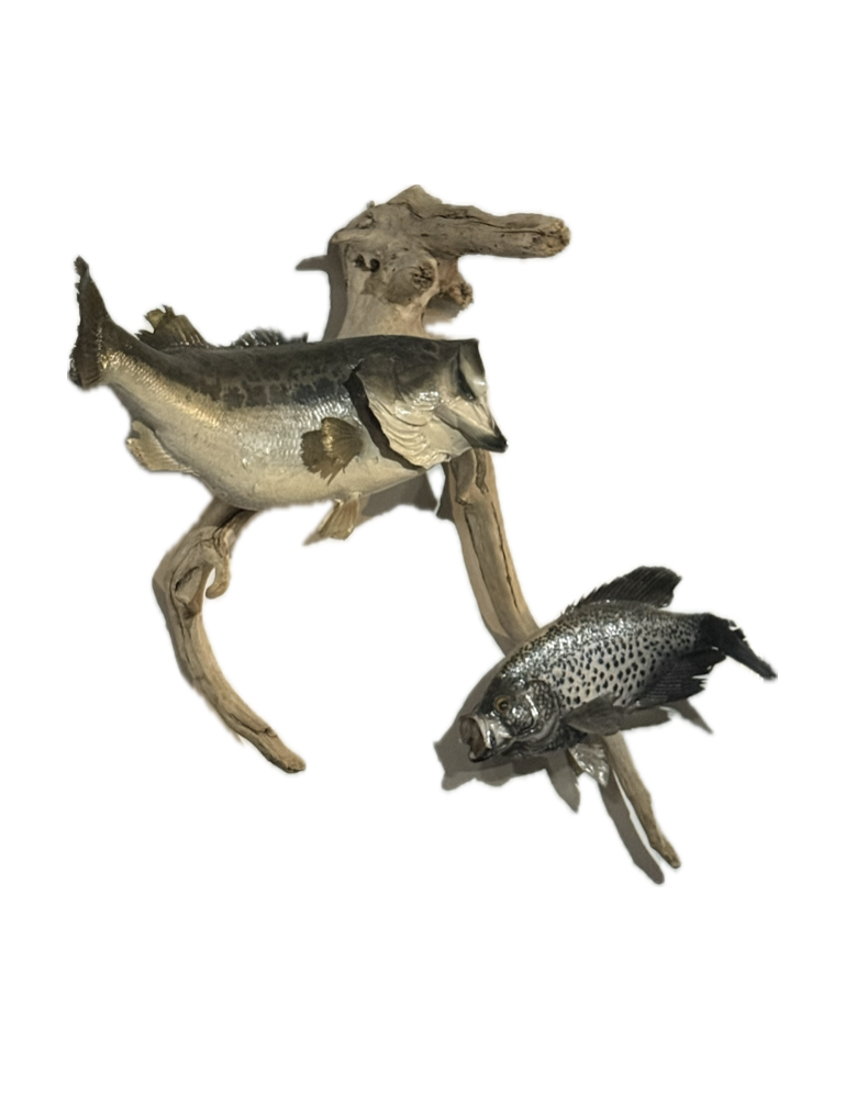 Screenshot 2025-09-27 at 12.48.10 PM.png