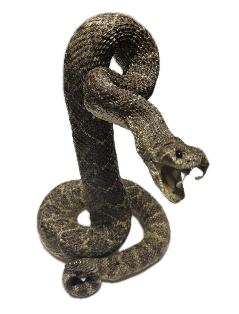 Screenshot 2025-09-27 at 12.47.18 PM.png