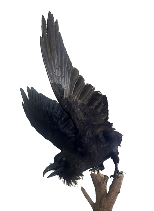 Screenshot 2024-10-08 at 3.04.05 PM.png