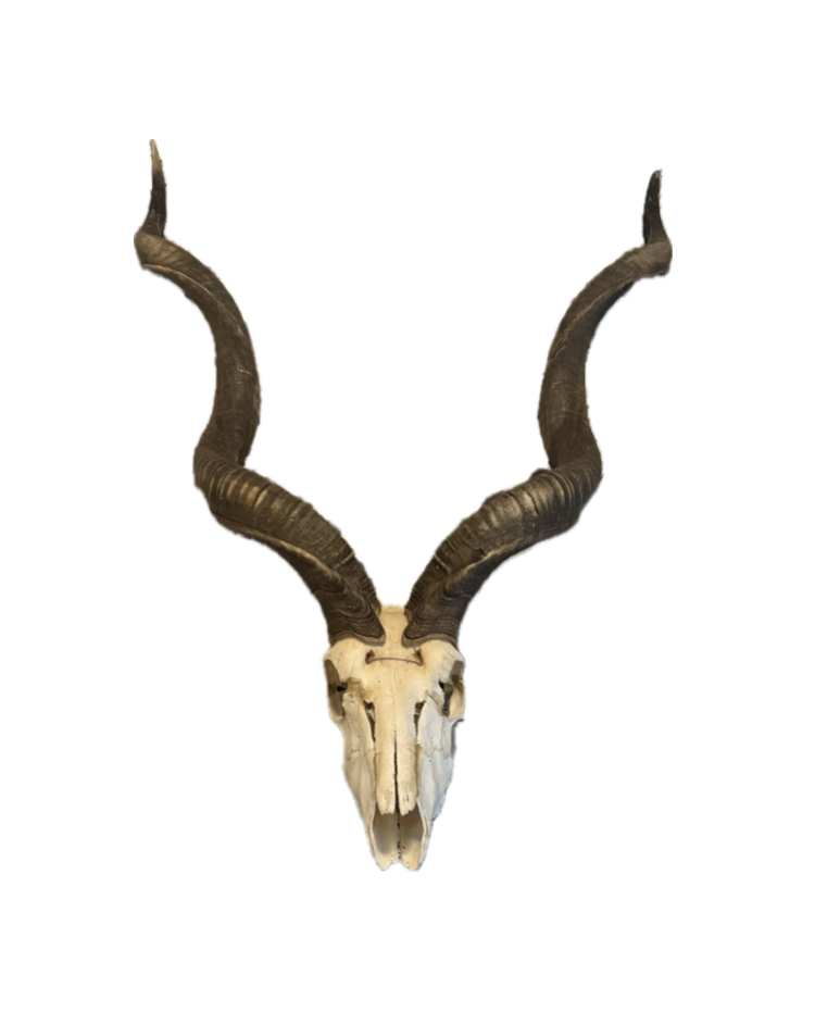 Taxidermy