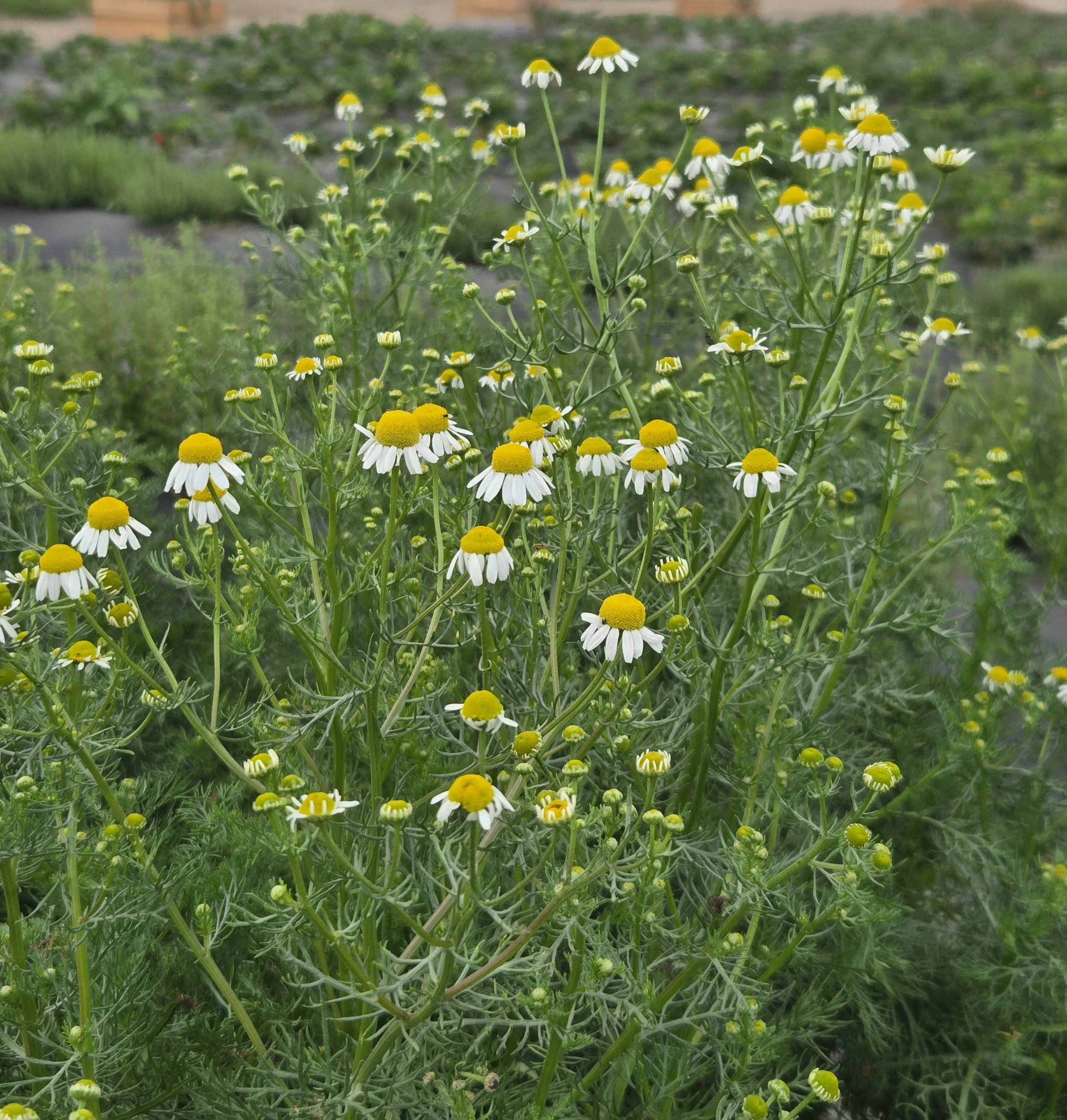 A cluster of chamomile flowers with white petals and yellow centers growing in a garden.