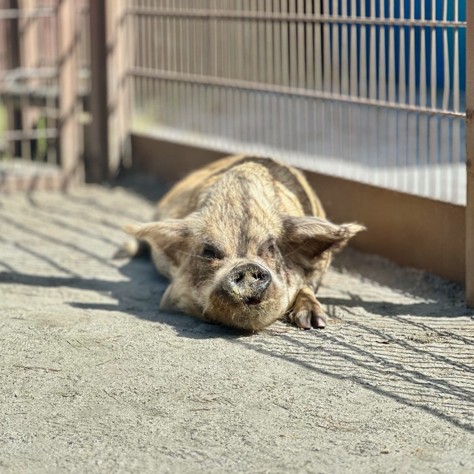 🐾🩺 Any budding veterinarians in your crew? 🚂 Hop on the Wildlife Express train to Rafiki&rsquo;s Planet Watch to visit the Conservation Station at Animal Kingdom! Here, you&rsquo;ll get to peek behind the scenes, visit the veterinary center, witne