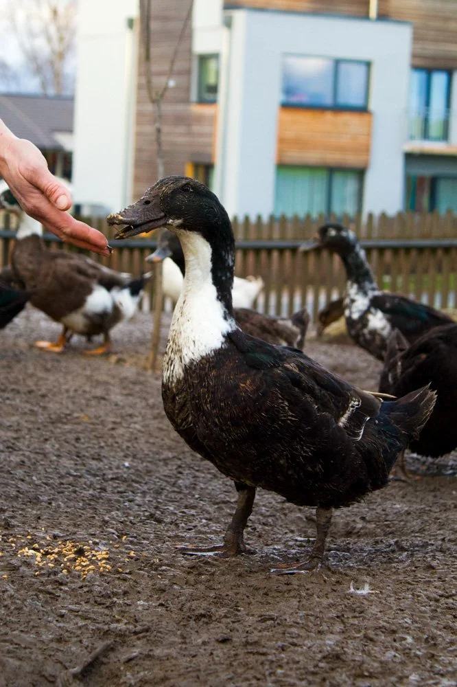 Amselhof-Enten-klein1.jpg