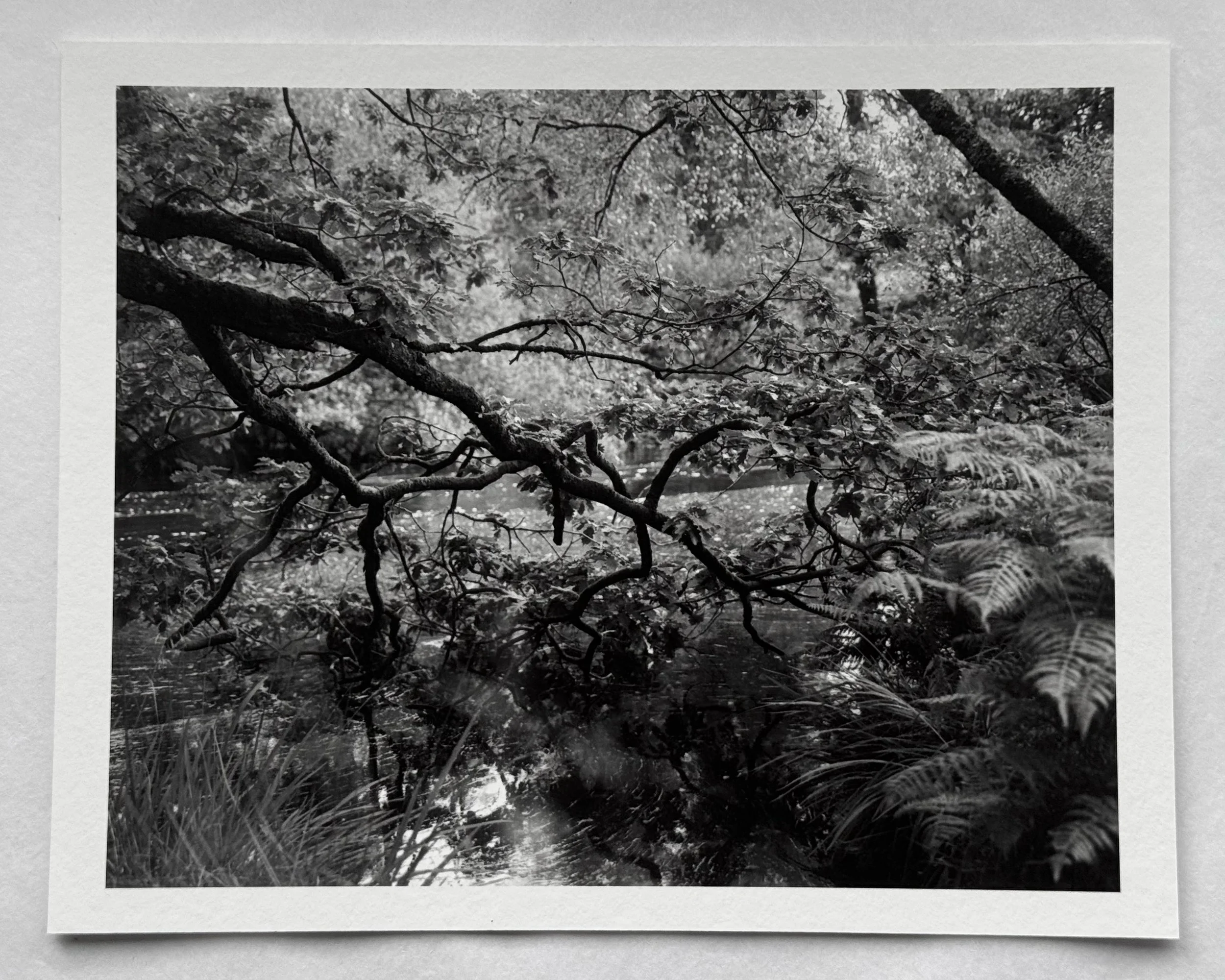 By This River Print 2.jpg