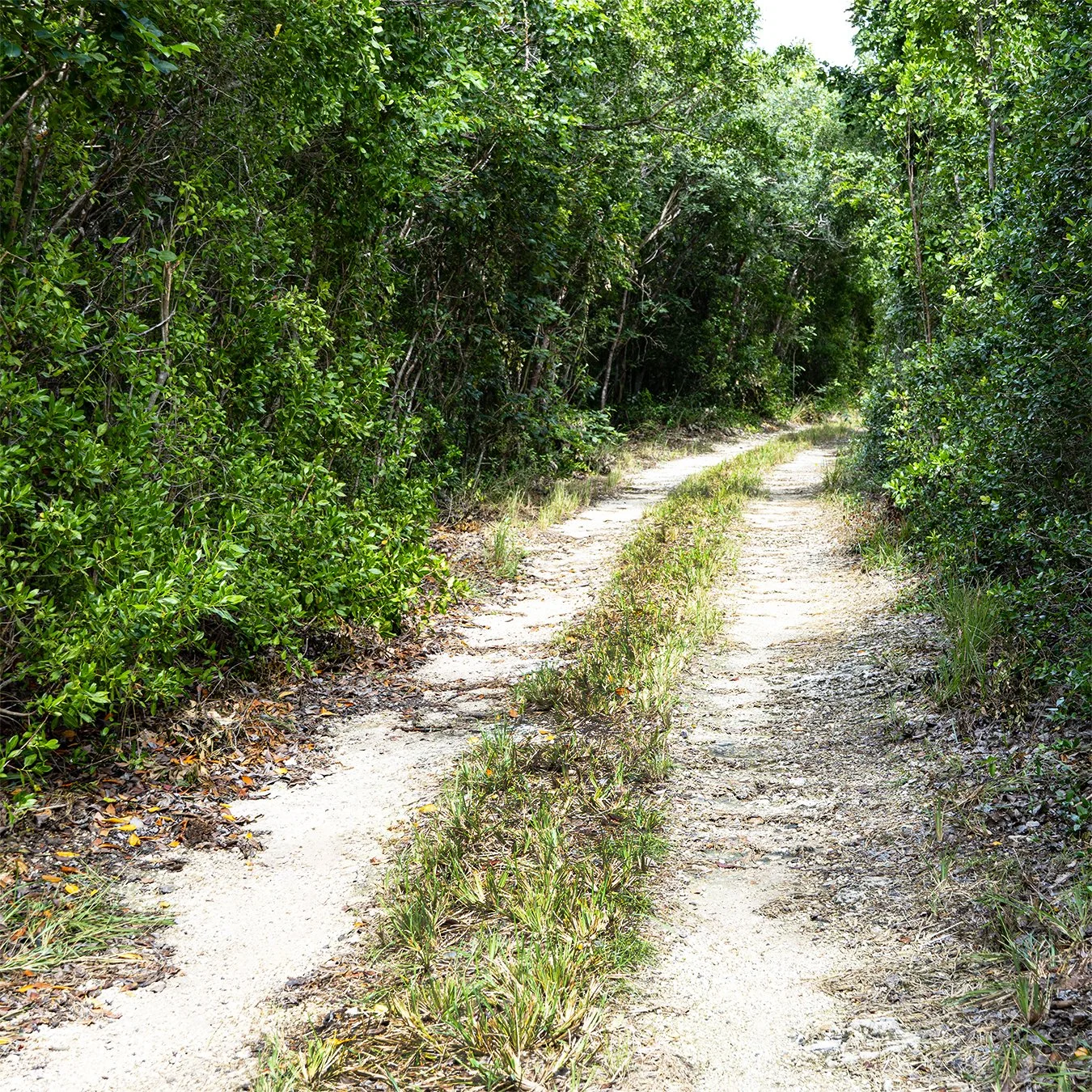 Paths25b.jpg