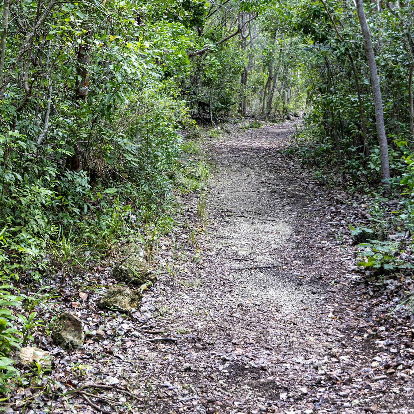 Paths19b.jpg