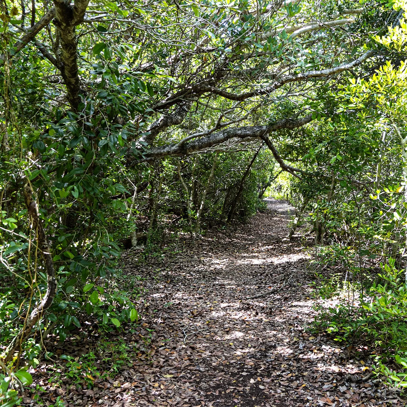 Paths20b.jpg