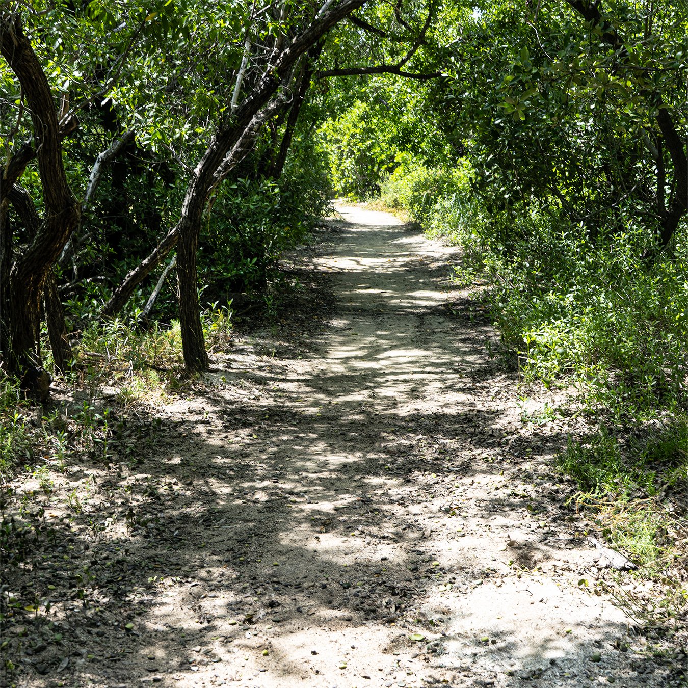 Paths11b.jpg