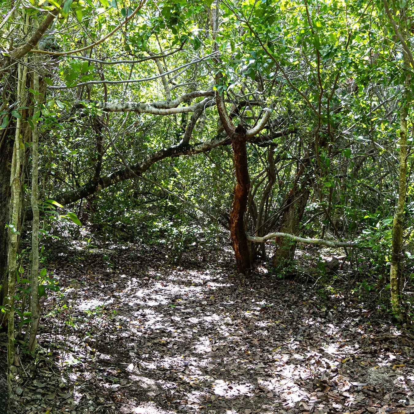 Paths31b.jpg