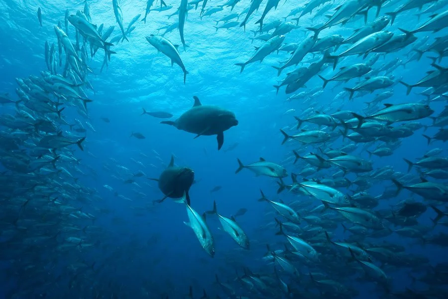 dolphins-and-jacks-undersea-hunter-group.jpg