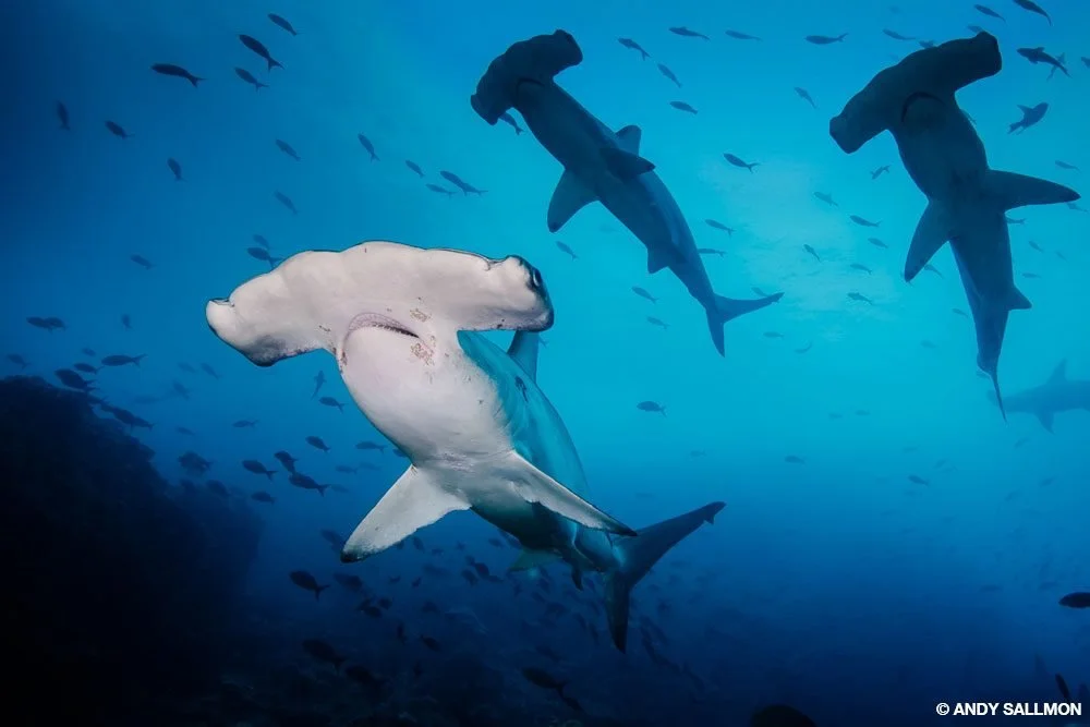 6_shark-scalloped-hammerhead-0354-edit-glry.jpg