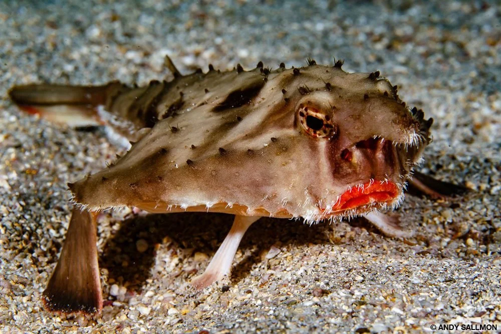 7_cocos-rosy-lipped-batfish-4636-glry.jpg