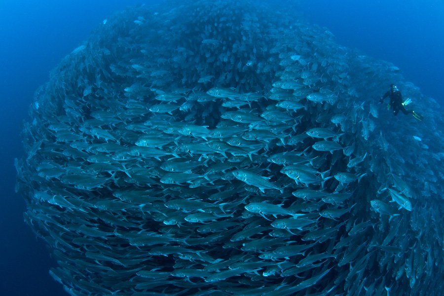 diver-with-a-school-of-jacks-at-dirty-rock.-edwar-herrea-o.jpg
