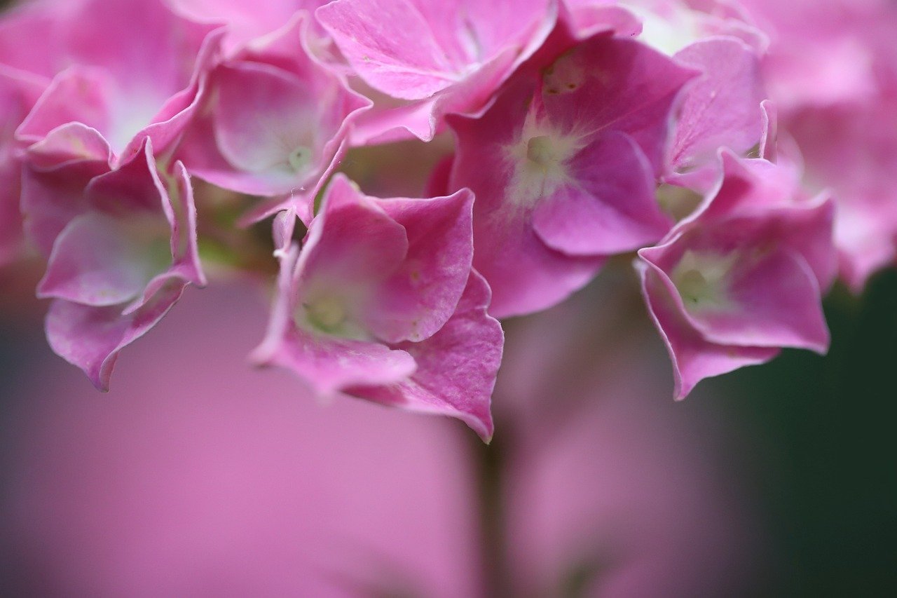 hydrangea-8124511_1280.jpg