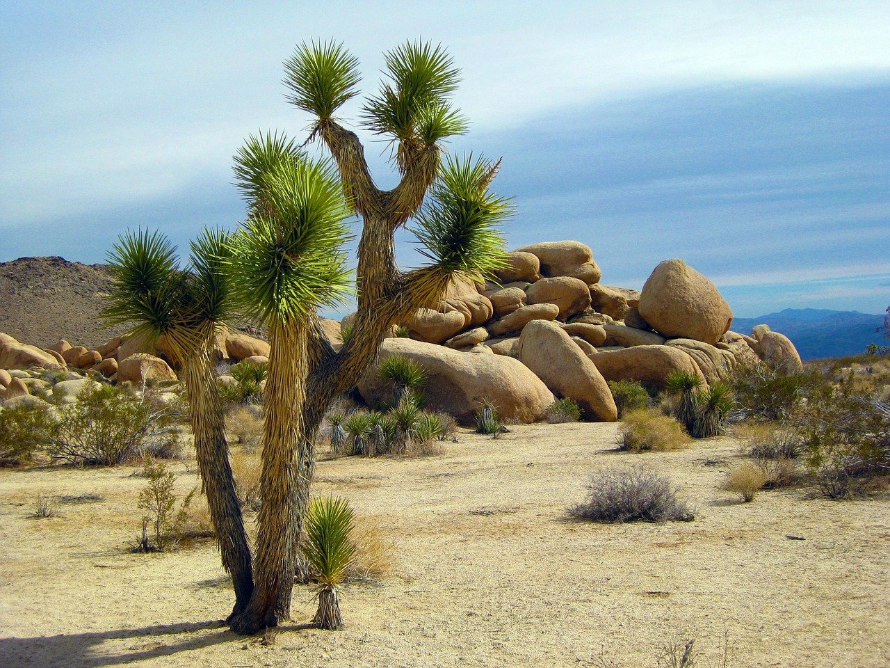 joshua-tree-1772159_1280.jpg