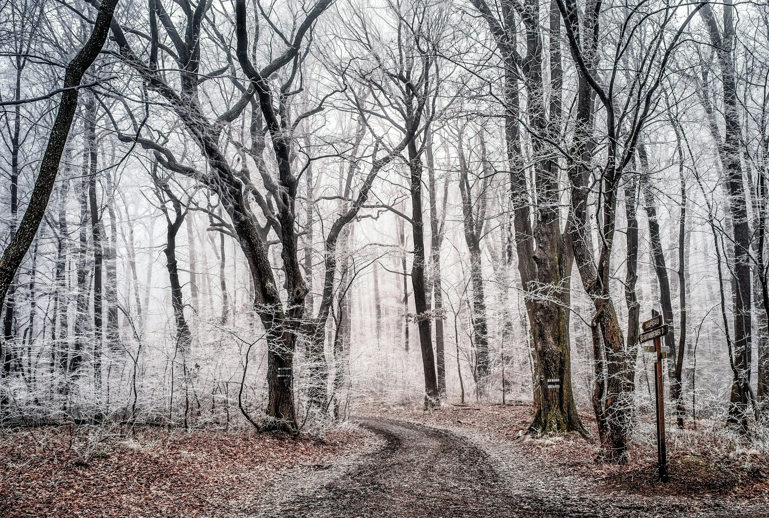 A snowy forest scene with bare trees and a dirt trail leading into the distance. There are snow-covered branches and some street signs on the right side of the image.