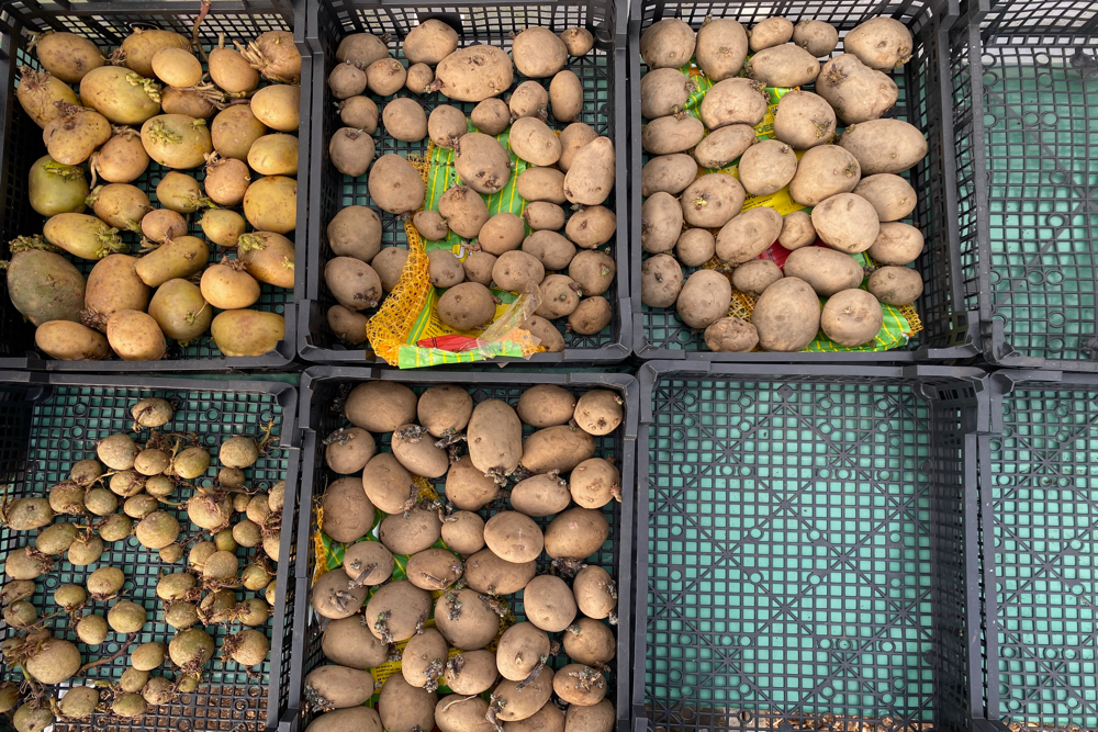 Potato Chitting