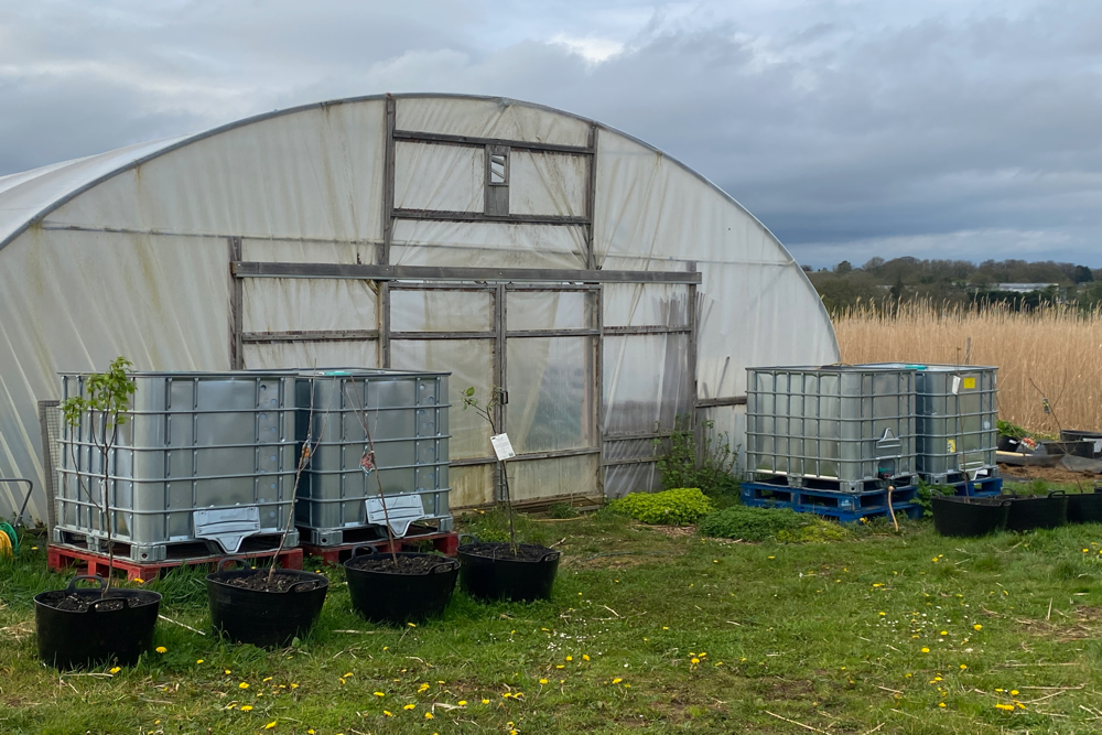 More irrigation (IBC Tanks)