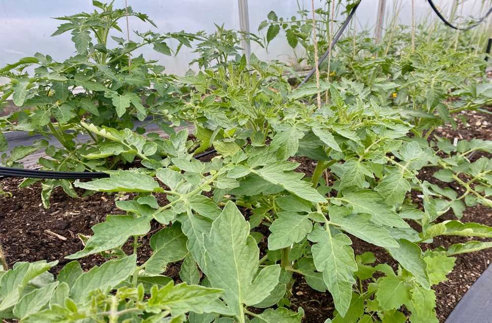 Heirloom Tomatoes / Heritage Tomatoes UK