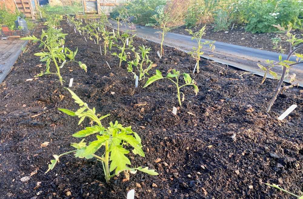 Heritage / Heirloom Tomatoes
