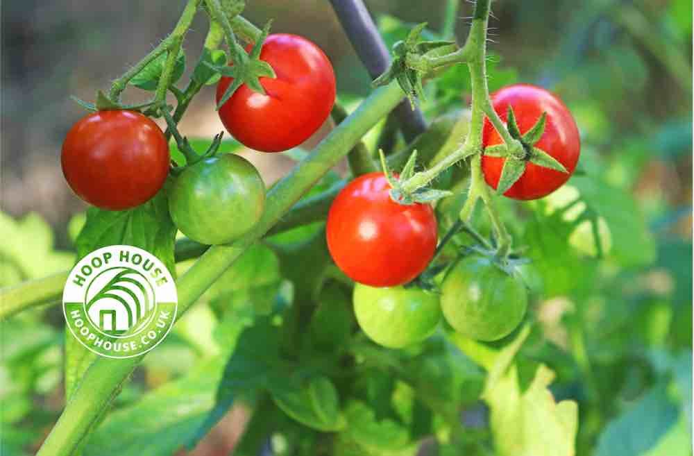 No Dig Myths / No Dig Gardening Myths