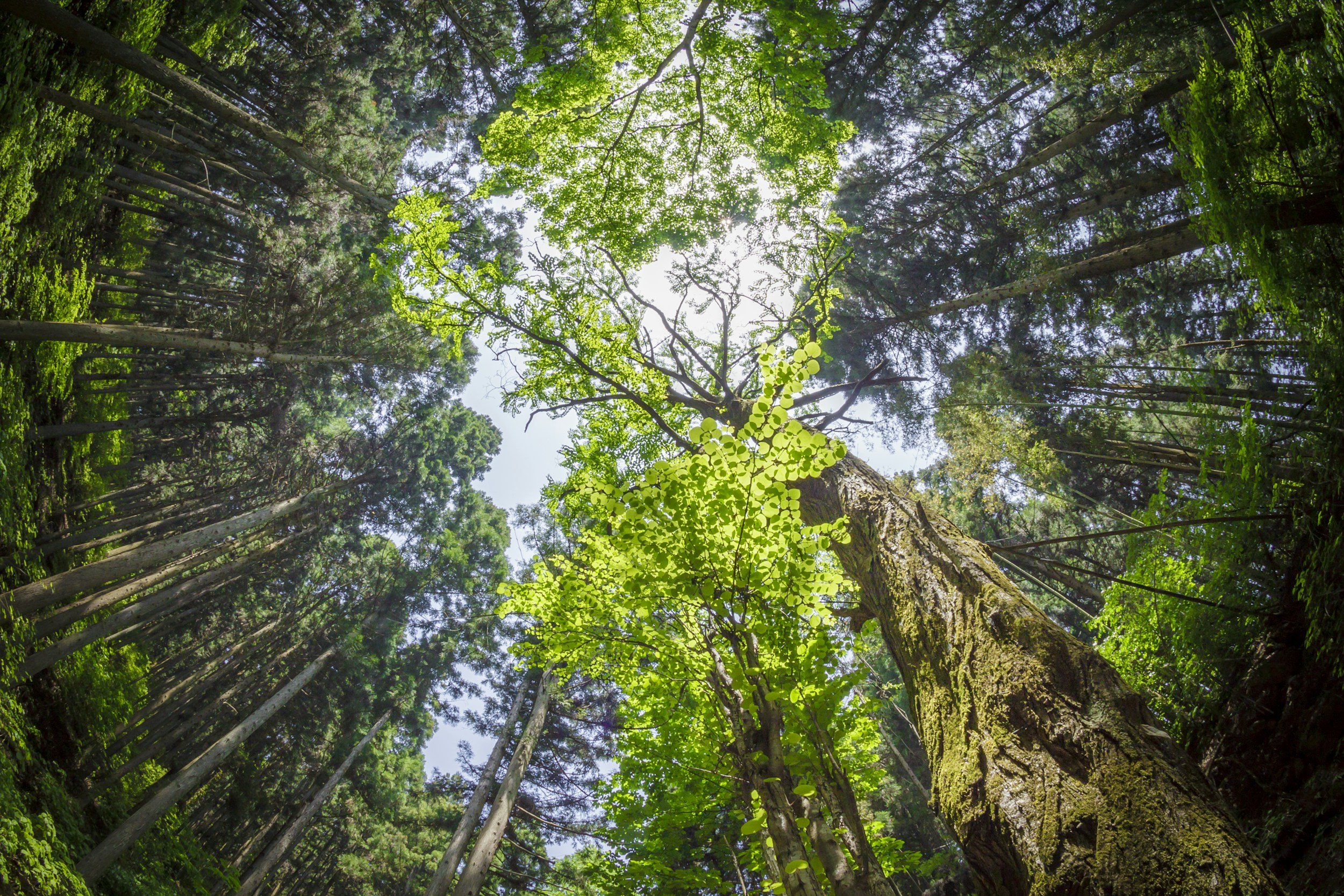 Forest Bathing Myths / Shinrin-yoku Myths