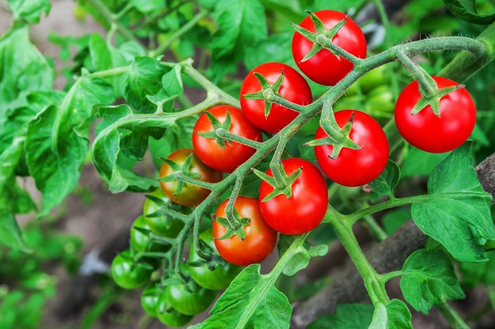 THE HOOP HOUSE - GROWING PLANTS