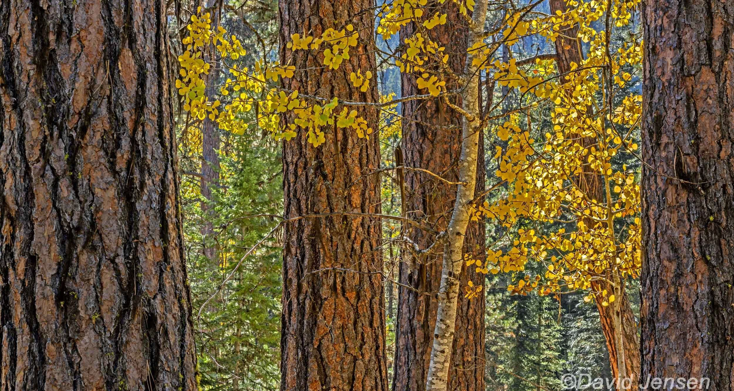 AC416  Ponderosas and aspens