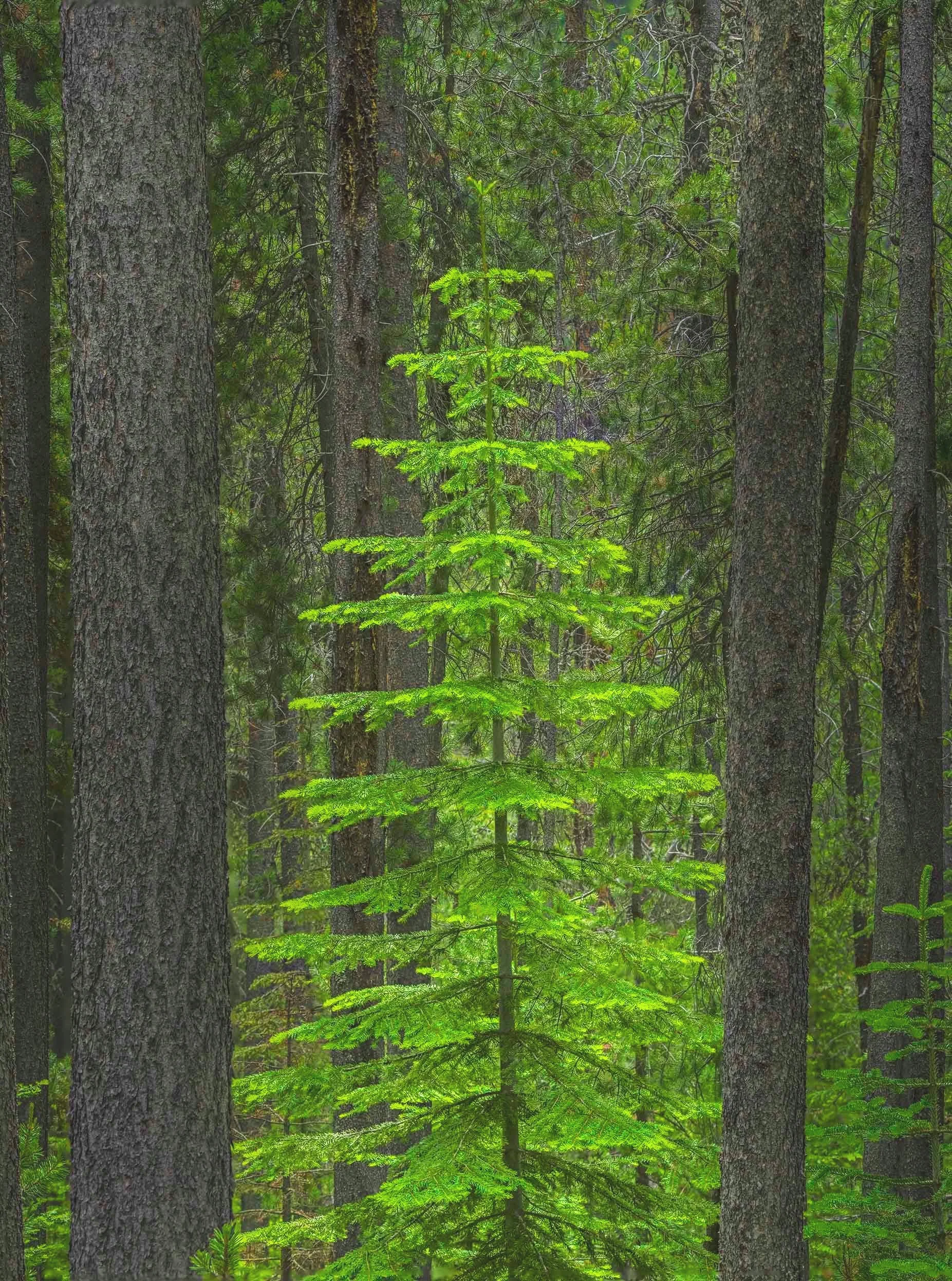 AB353 Lostine River forest
