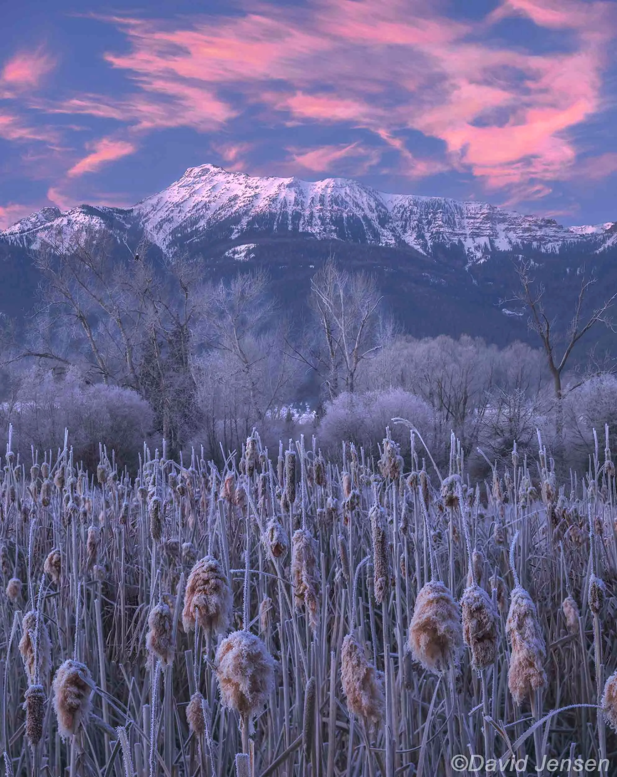 BC302  Ruby Peak and Wallowa Valley cattails