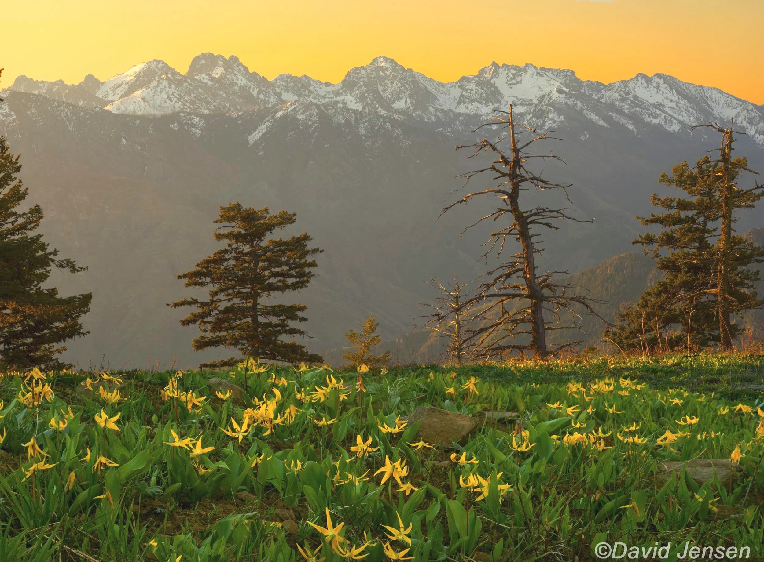 DB201  Glacier Lilies in Oregon and Seven Devils Mountains in Idaho