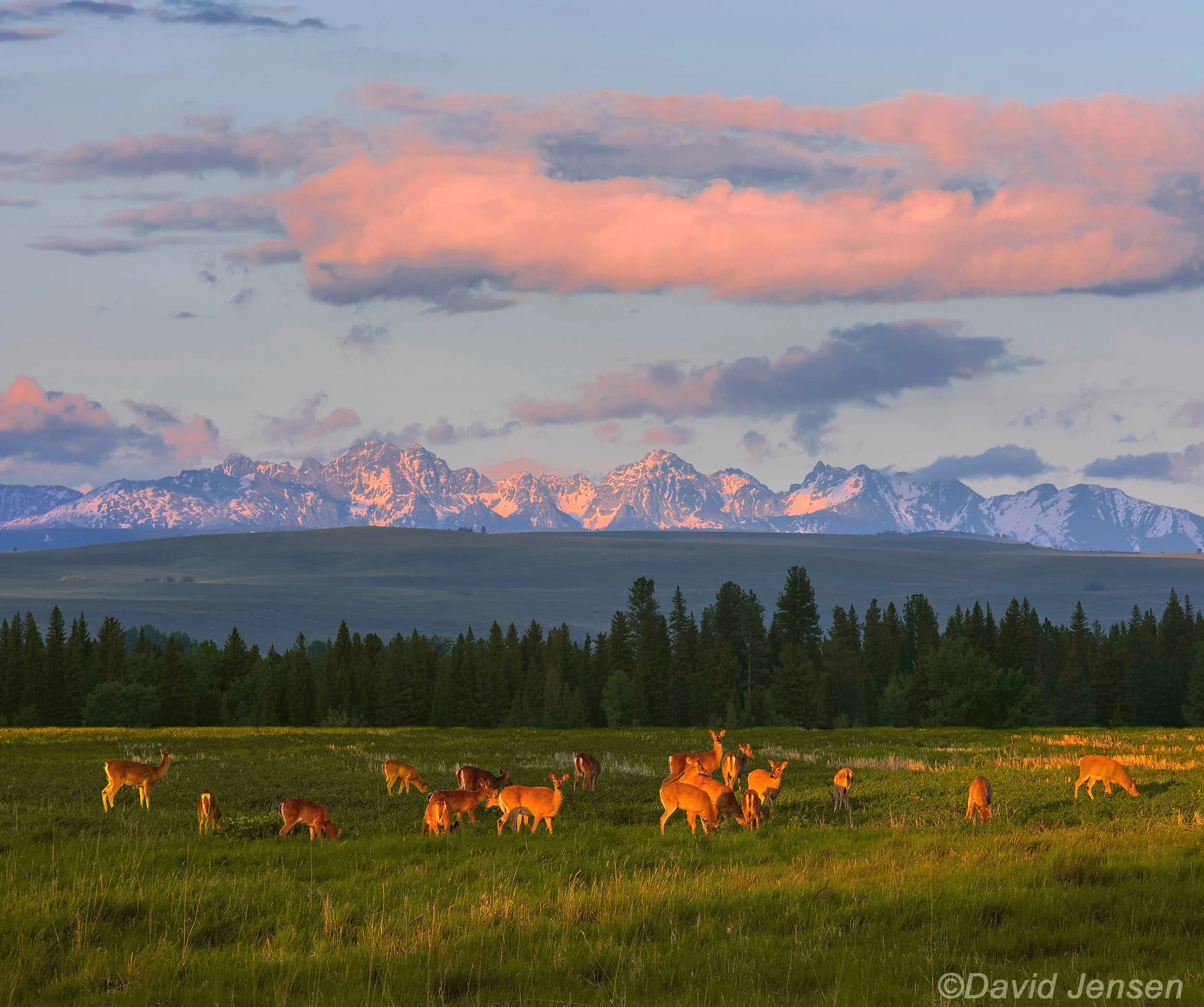 BC325  Deer at sunset, Wallowa Valley and Seven Devils Range