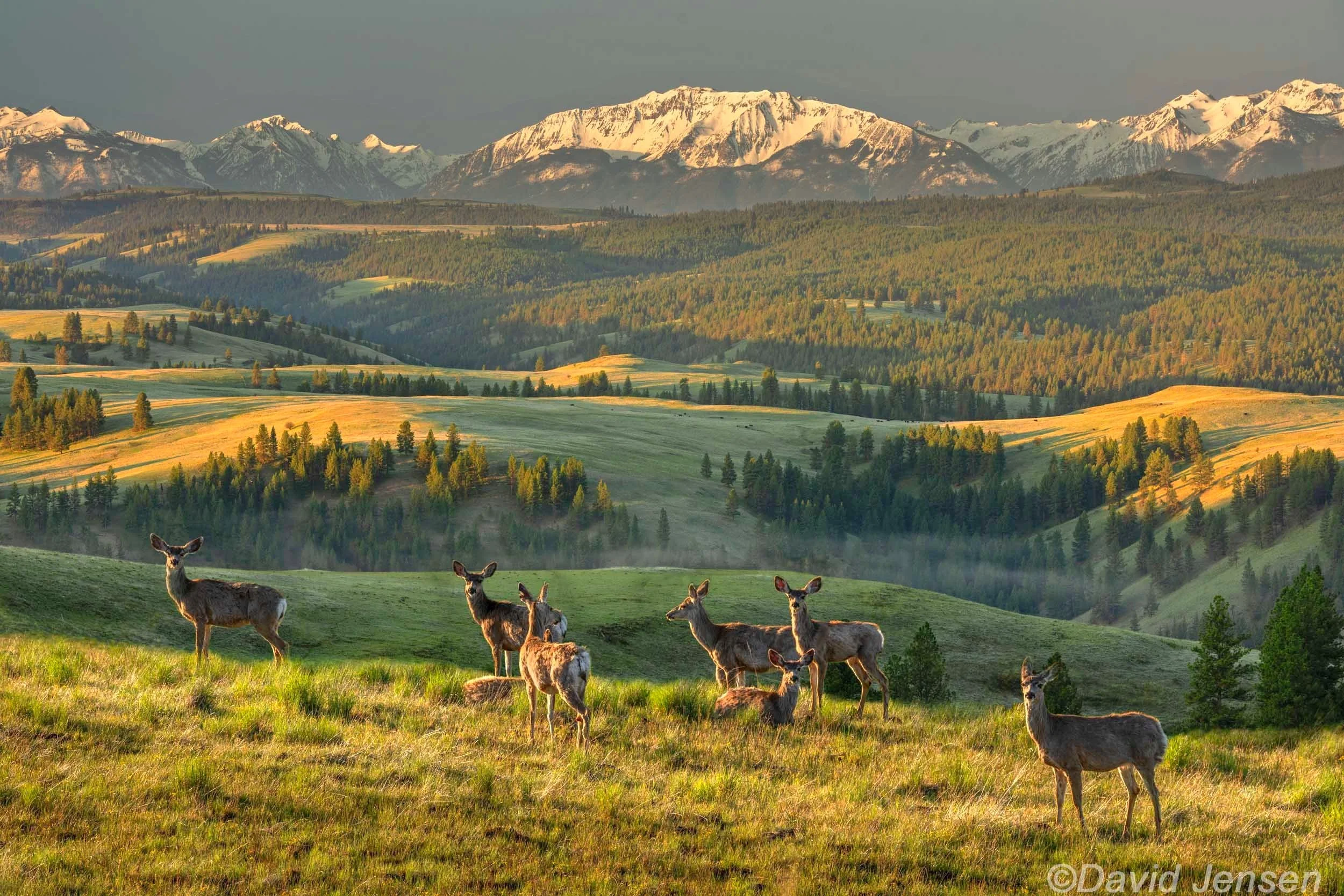 AC422  Chesnimnus country north of Wallowa Range