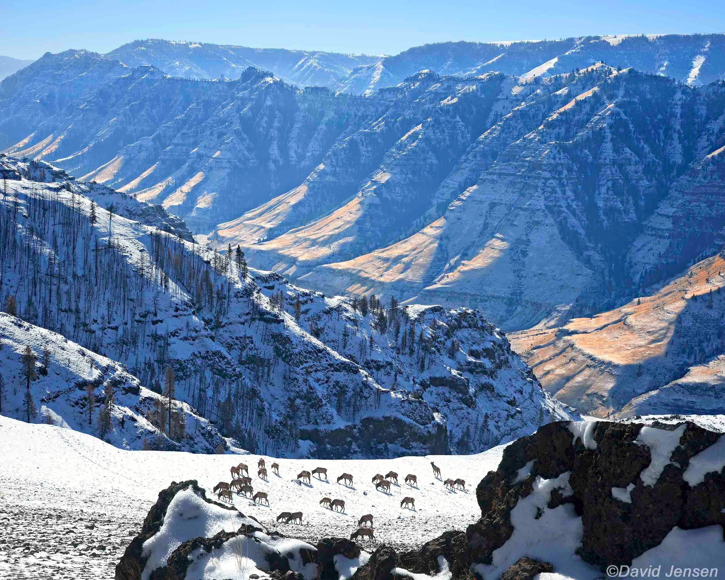 DB244  Elk wintering Imnaha River Canyon